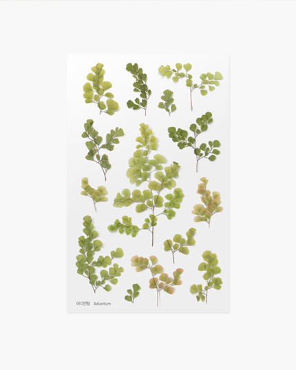 Clear Pressed Flower Sticker Sheet - Adiantum