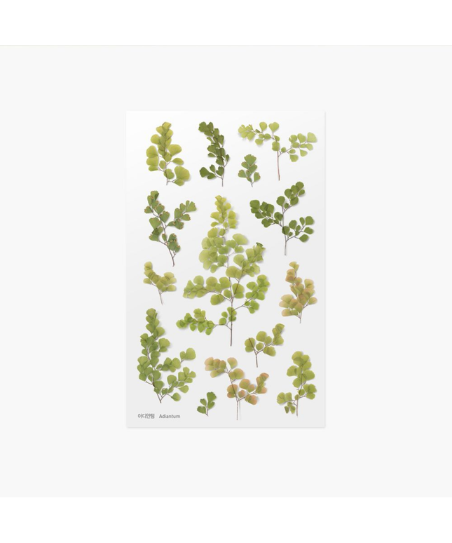 Clear Pressed Flower Sticker Sheet - Adiantum