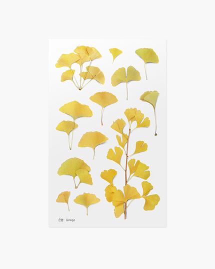Clear Pressed Flower Sticker Sheet - Ginkgo