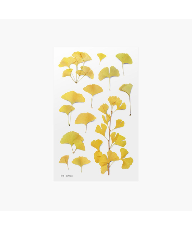 Clear Pressed Flower Sticker Sheet - Ginkgo