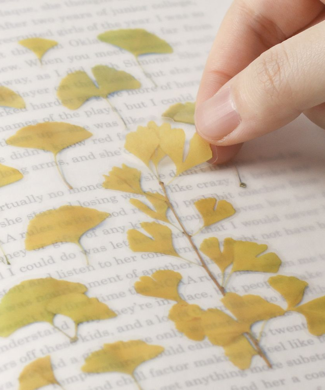 Clear Pressed Flower Sticker Sheet - Ginkgo