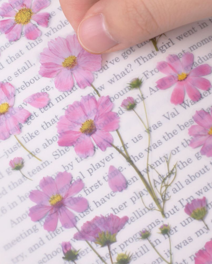 Clear Pressed Flower Sticker Sheet - Cosmos