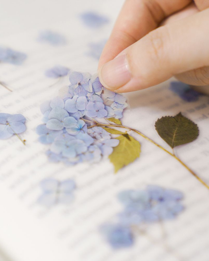 Clear Pressed Flower Sticker Sheet - Hydrangea