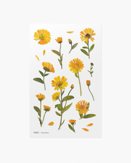 Clear Pressed Flower Sticker Sheet - Calendula