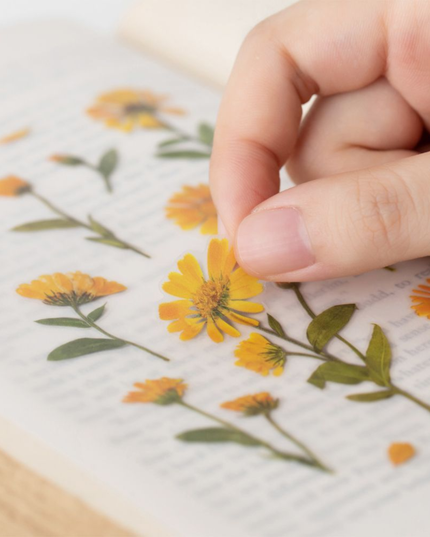 Clear Pressed Flower Sticker Sheet - Calendula